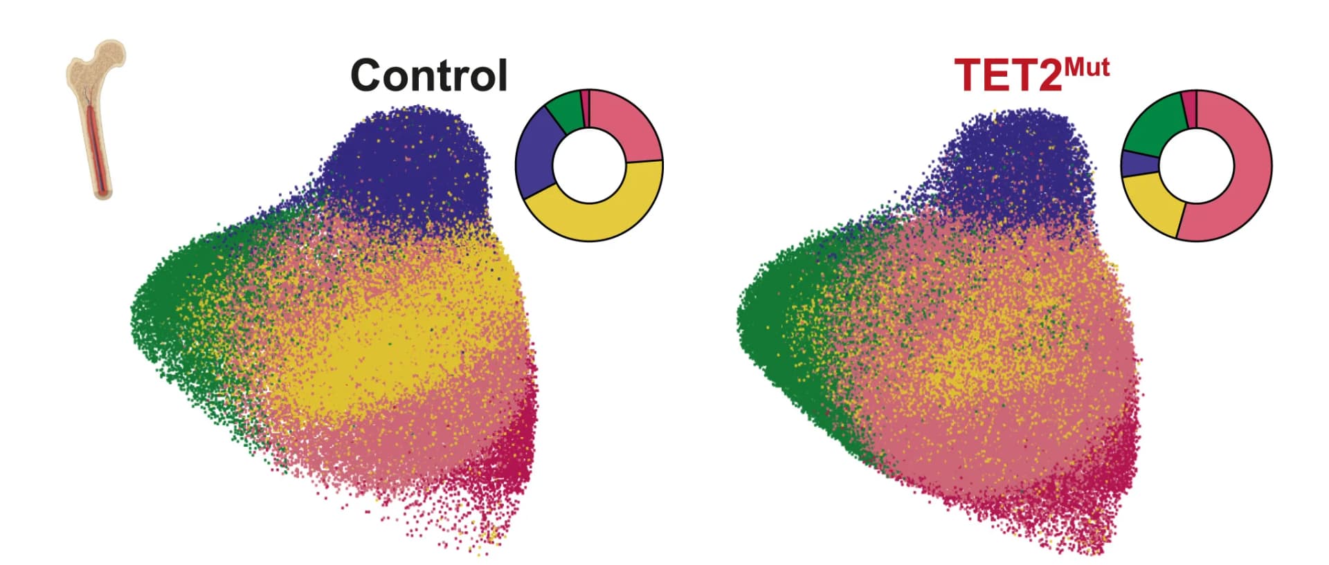 Open access visualization of Scatter Plot, Donut Chart, Illustration, Neutrophil Heterogeneity, Bone Marrow