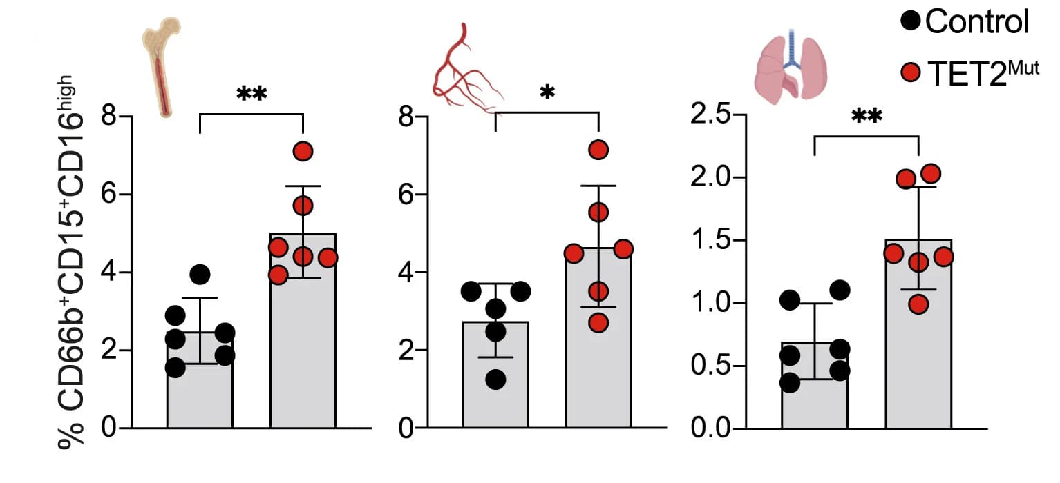 Open access visualization of Bar Plot, Error Bars, Scatter Plot, Hematopoietic System, Bone Marrow
