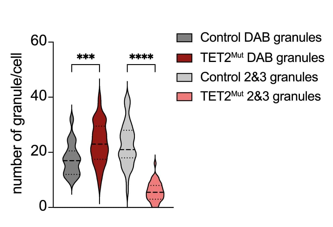 Open access visualization of Violin Plot, Granules, HSPCs, Violin Plots, Humanized Mouse
