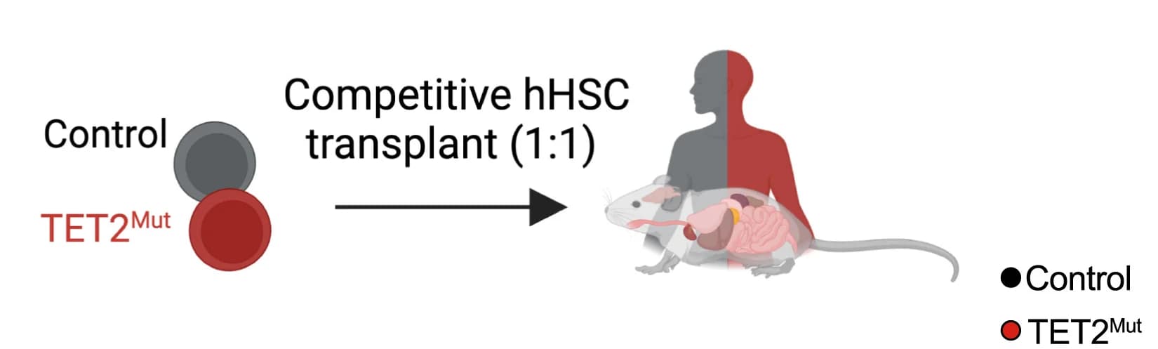 Open access visualization of Workflow, Illustration, Schema, Flow Gating Strategy, Neutrophils