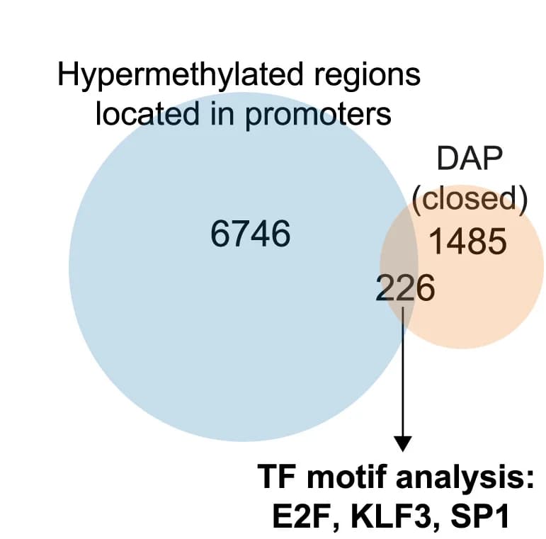 Open access visualization of Venn Diagram, Gene Promoter Regions, Hypermethylation, Differential Accessible Peak Analysis, Transcription Factors
