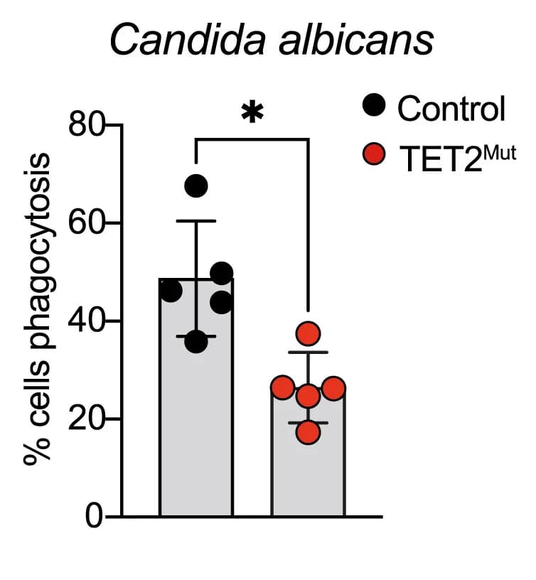 Open access visualization of Bar Plot, Error Bars, Neutrophil, Phagocytosis, Yeast