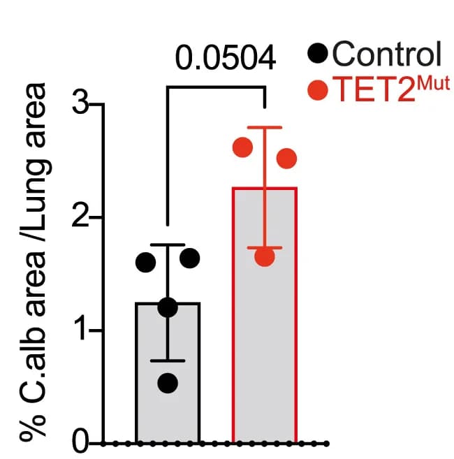 Open access visualization of Bar Plot, Error Bars, Candida albicans, Lung Area, Quantification