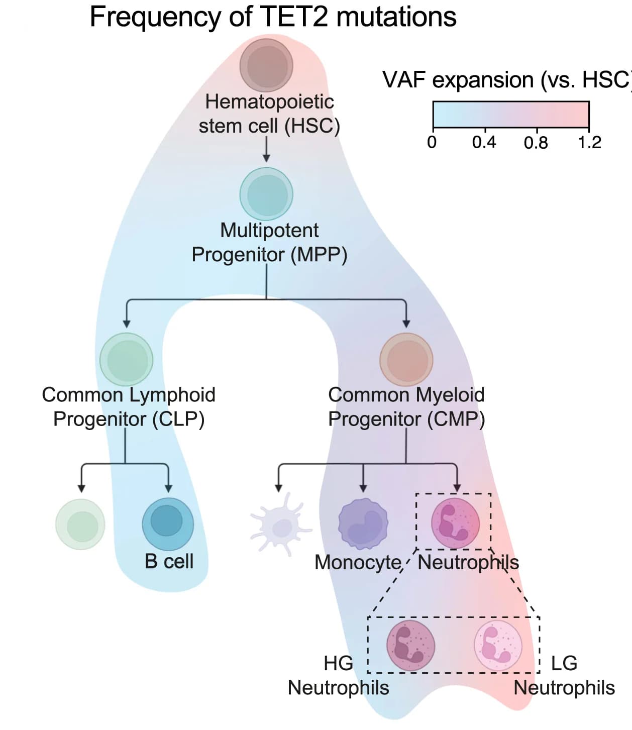 Open access visualization of Workflow, Flowchart, Heatmap, Hematopoietic Tree, TET2 mutations