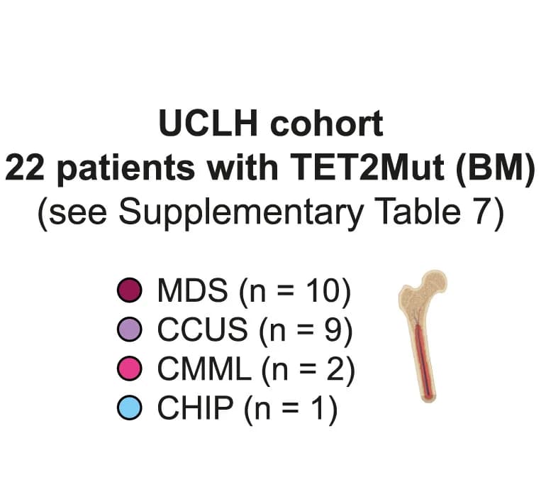 Open access visualization of Illustration, UCLH Cohort, BM Aspirates, Hematological Disorder, TET2 Mutations