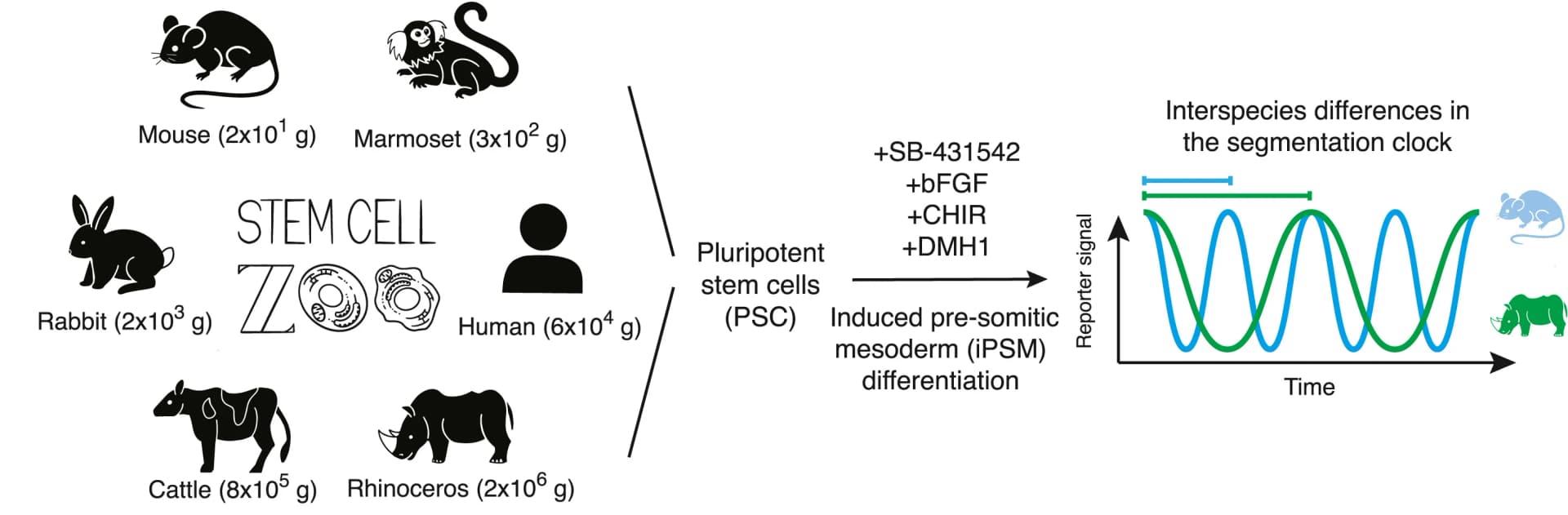 Open access visualization of Workflow, Line Plot, Differentiation, Pluripotent Stem Cells, iPSM