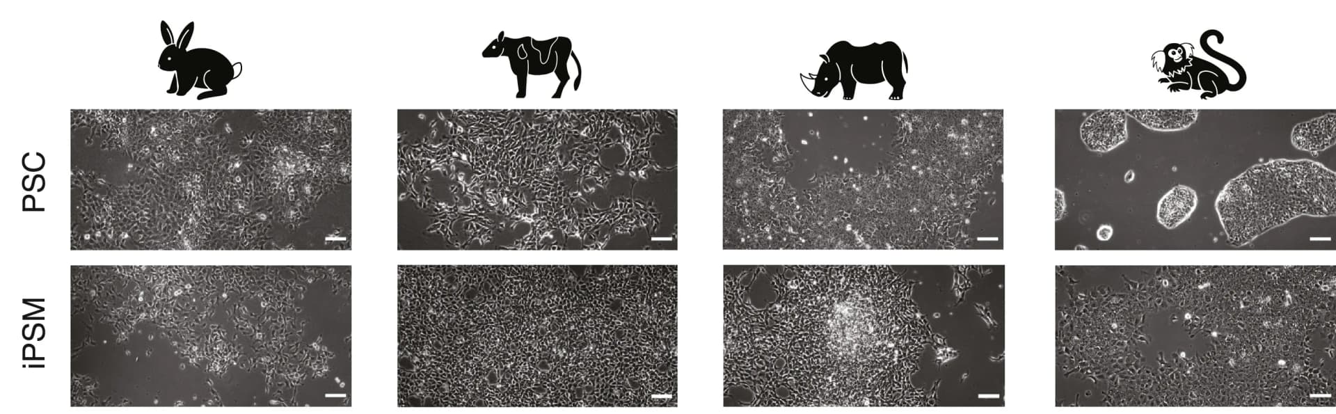 Open access visualization of Microscopy, Bright-field Images, Pluripotent Stem Cells, iPSM
