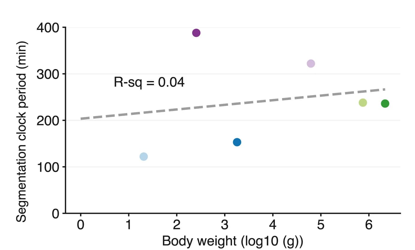 Open access visualization of Scatter Plot, Regression Plot, Body Weight, Segmentation Clock Period