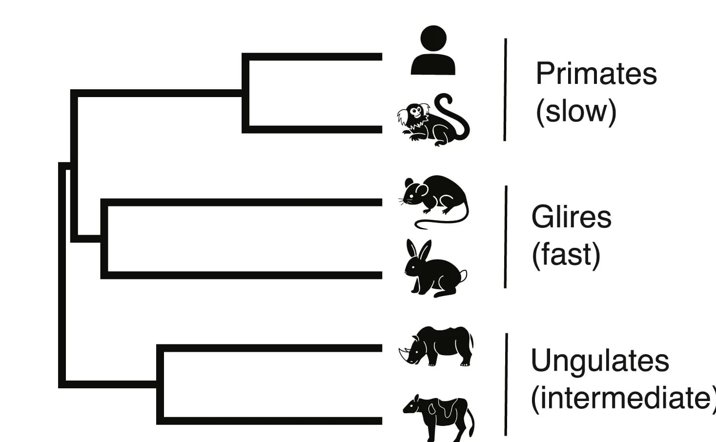 Open access visualization of Network, Pathway, Phylogenetic Tree, Species, Clades