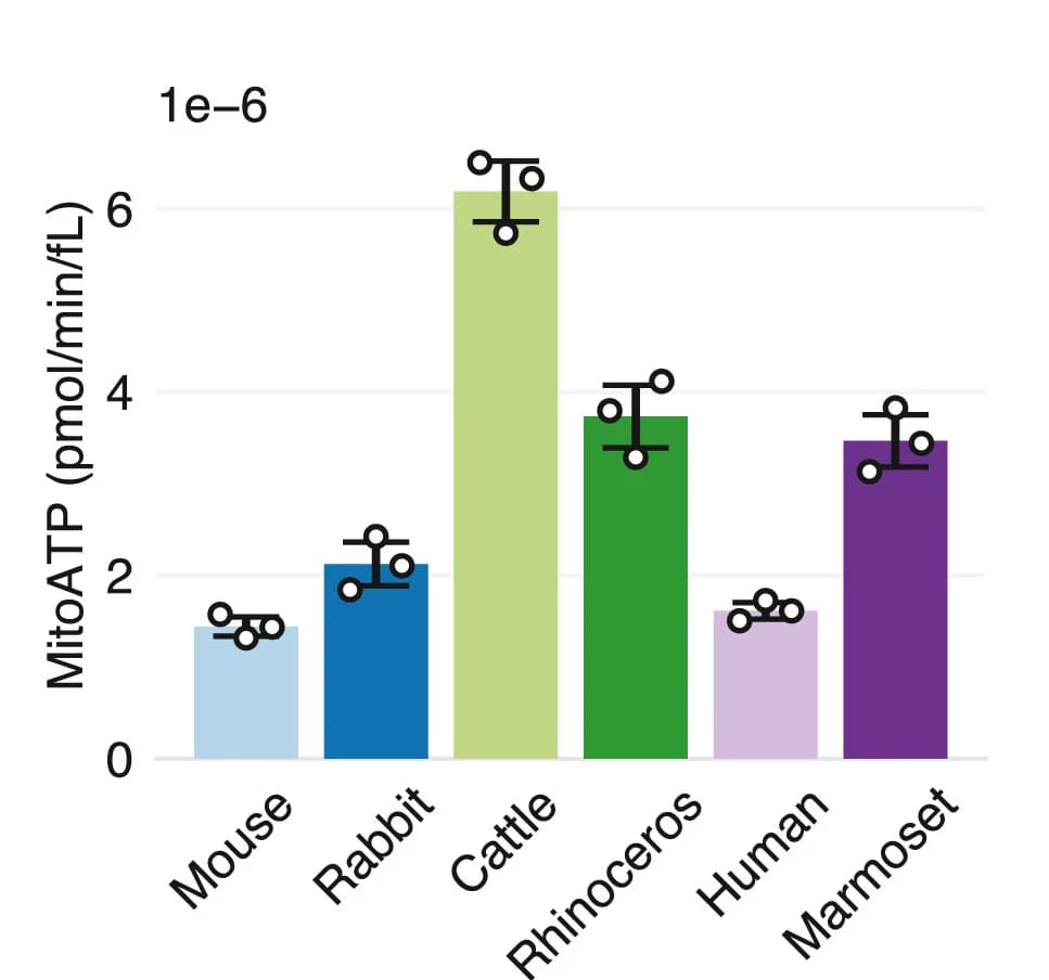 Open access visualization of Bar Plot, Error Bars, Volume-Specific Mitochondrial Rate, ATP Production