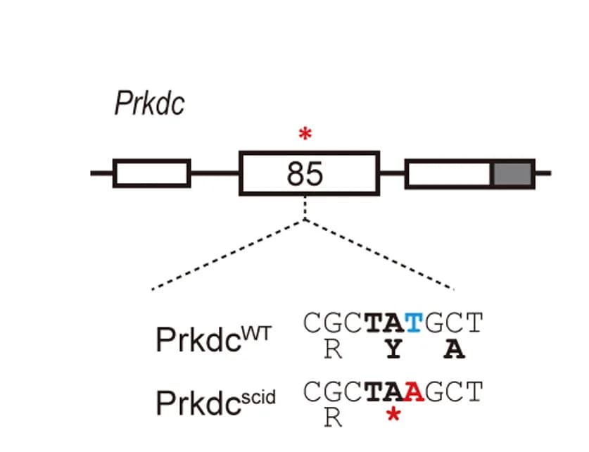 Open access visualization of Illustration, Genomic context, Exon, UTR, Mutation