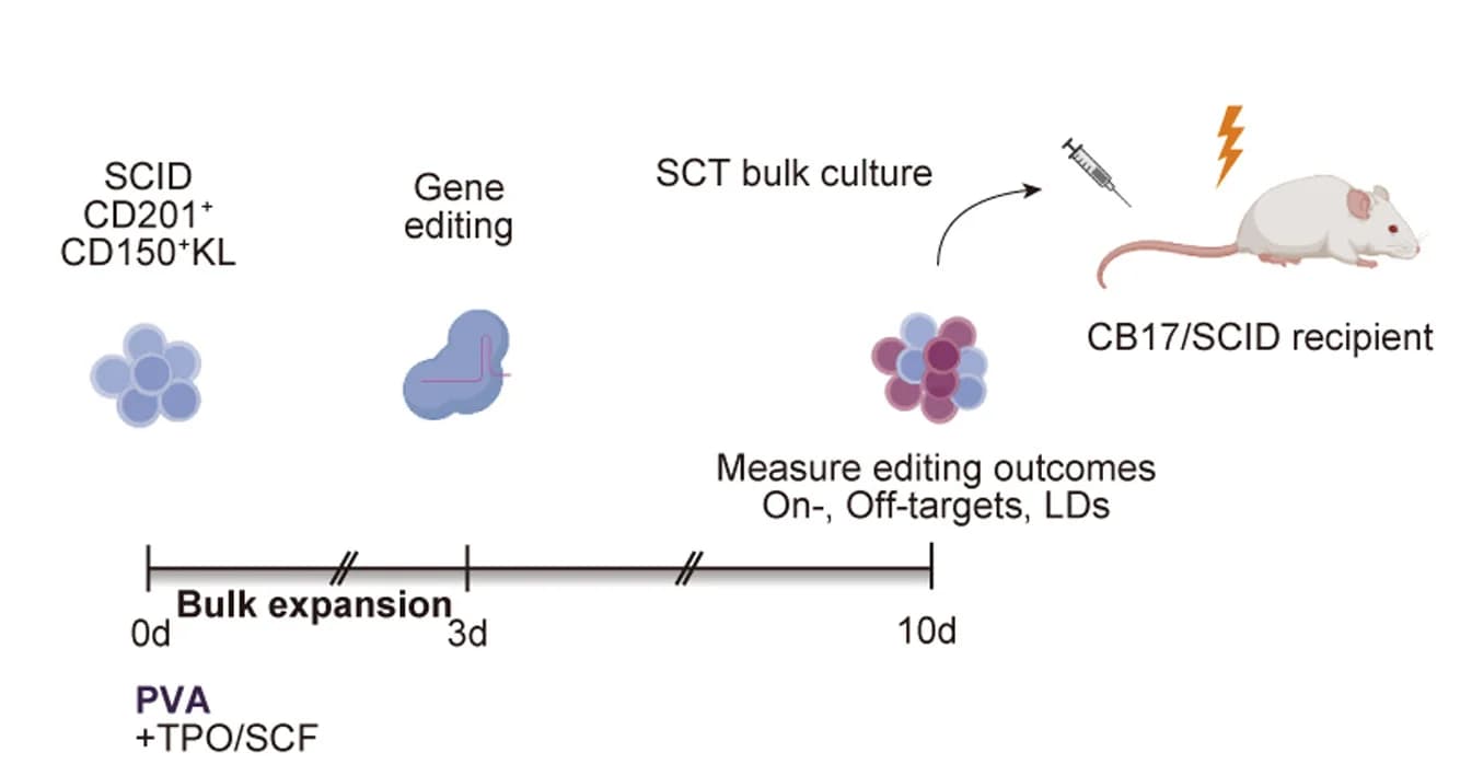 Open access visualization of Workflow, Flowchart, Illustration, Gene editing, HSC expansion model