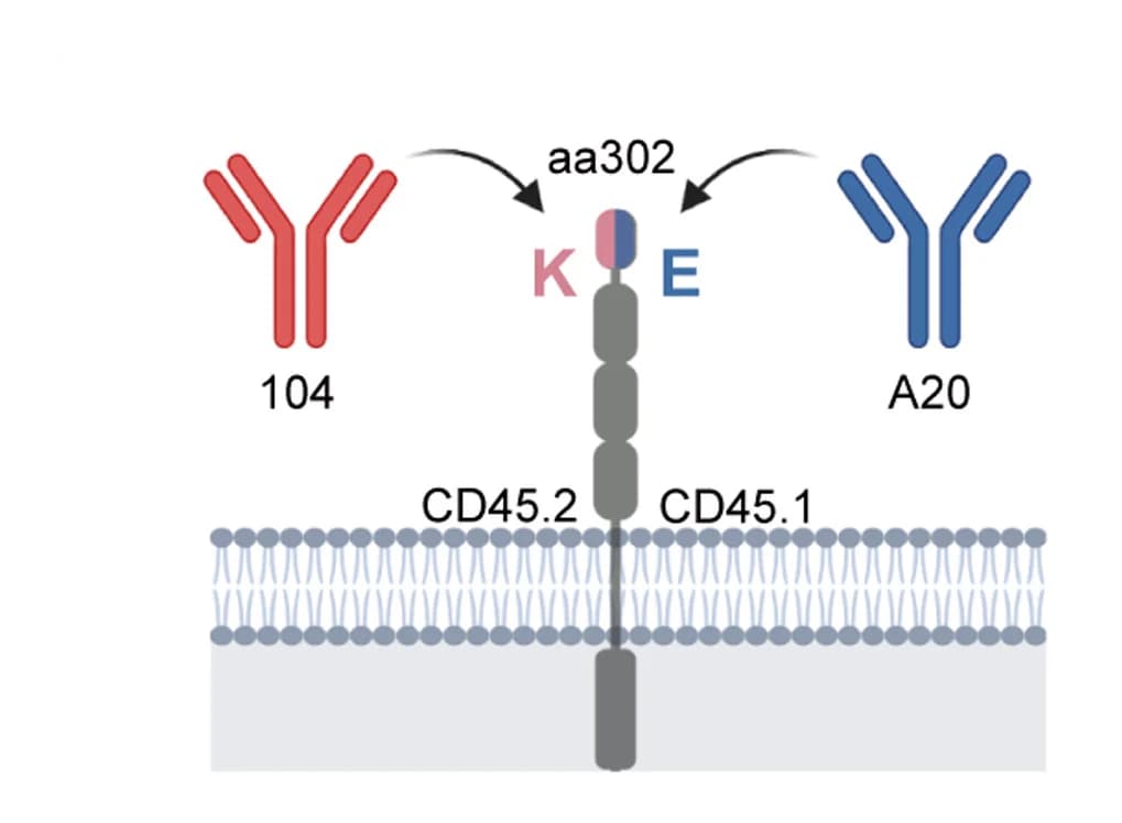 Open access visualization of Illustration, CD45, Antibody Clones, Epitope