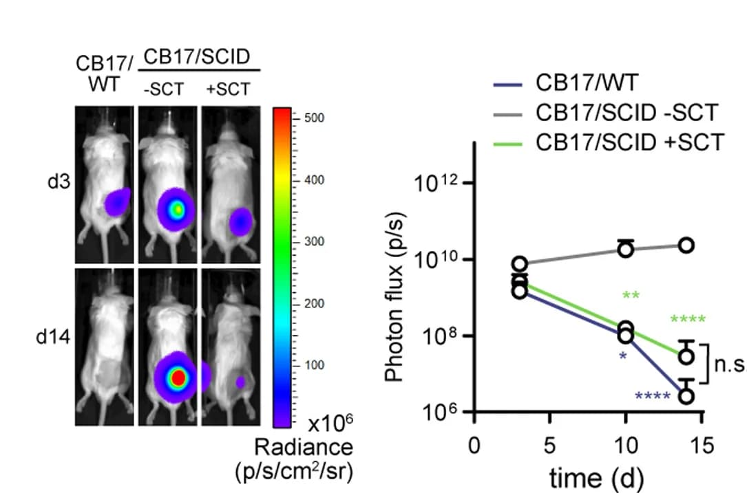 Open access visualization of Line Plot, Error Bars, Microscopy, Photo, Xenograft Transplantation Assay