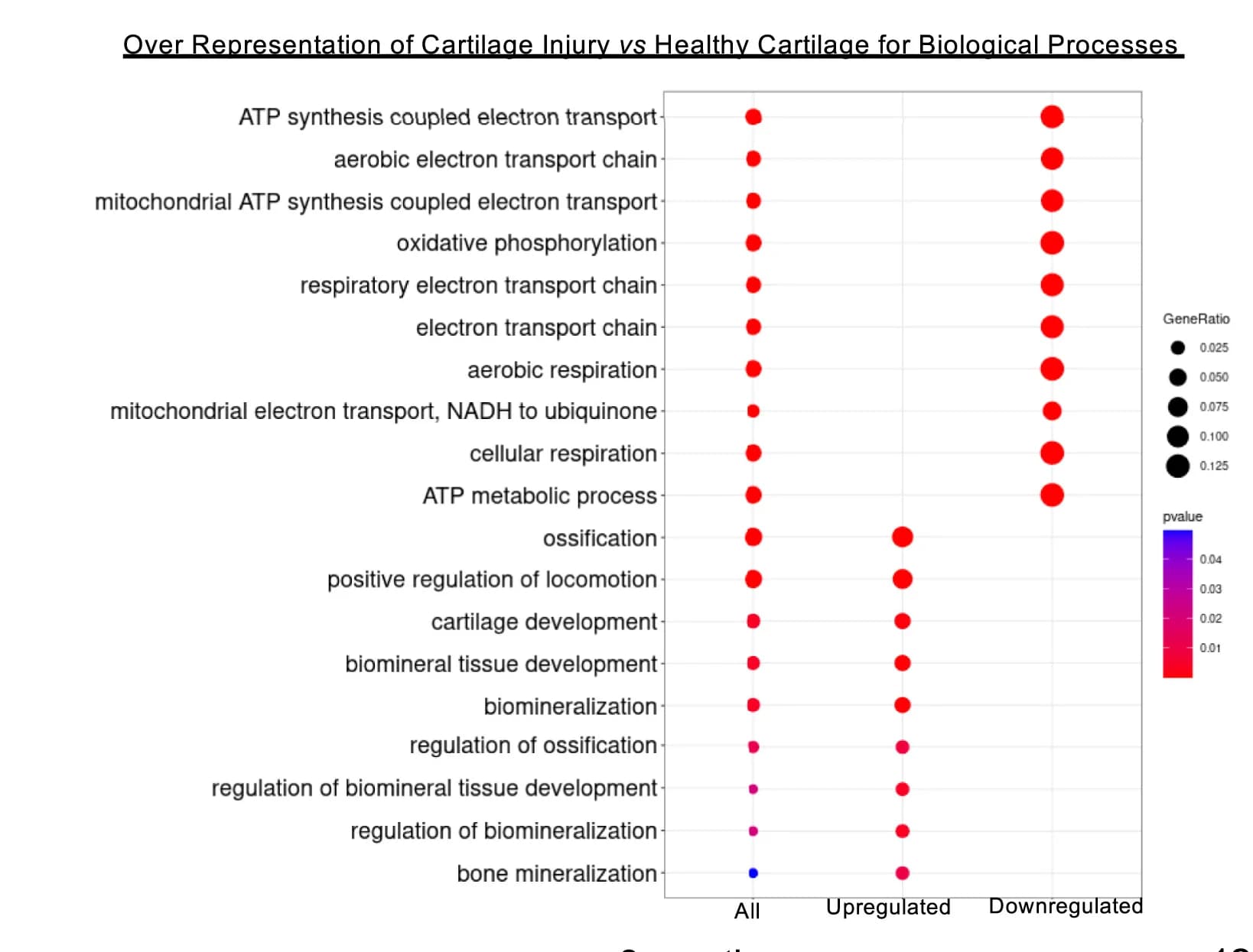Open access visualization of Bubble Plot, Dot Plot, Gene Ontology, Biological Processes