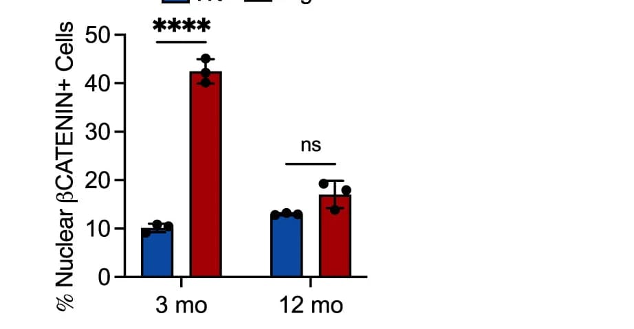 Open access visualization of Bar Plot, Error Bars, Clustered, Nuclear β-catenin-expressing Cells, Wild-Type Mice
