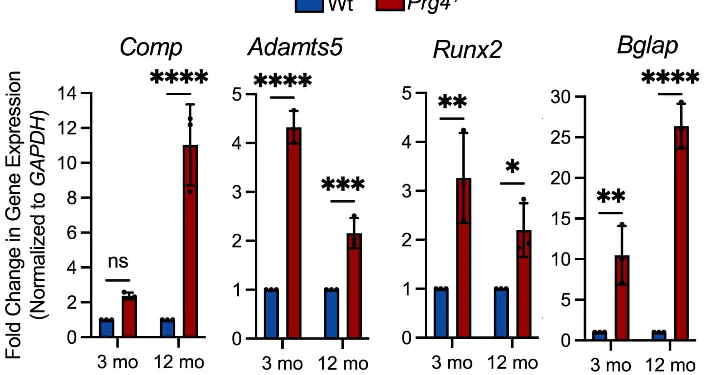 Open access visualization of Bar Plot, Error Bars, qRT-PCR, Wild-Type Mice, Prg4−/− Mice