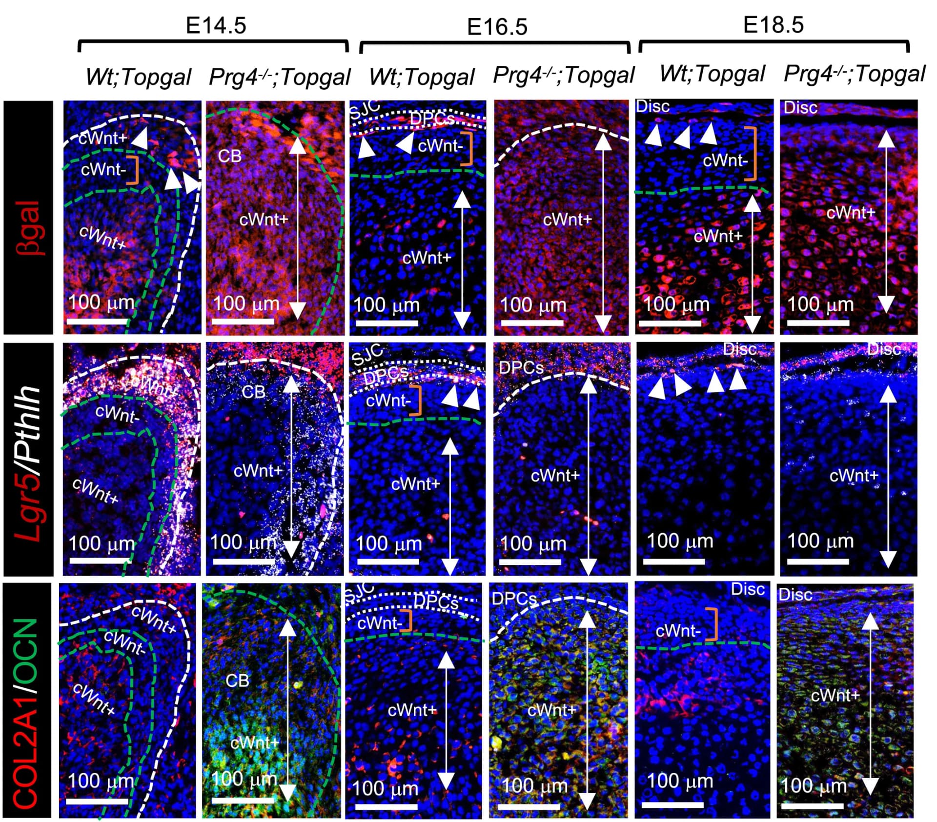 Open access visualization of Microscopy, In Situ Hybridization, Lgr5, Pthlh, Immunohistochemistry