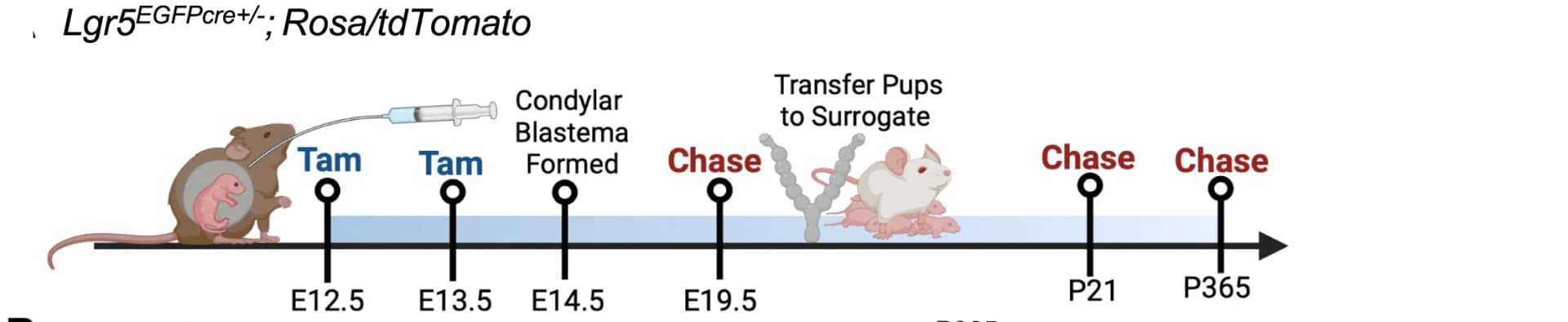 Open access visualization of Workflow, Illustration, Lineage Tracing, Schematic