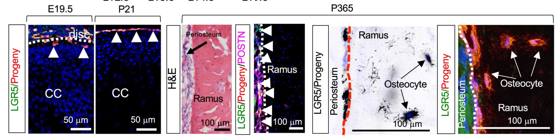 Open access visualization of Microscopy, Photo, Fluorescent Imaging, Immunostaining, Lineage Tracing