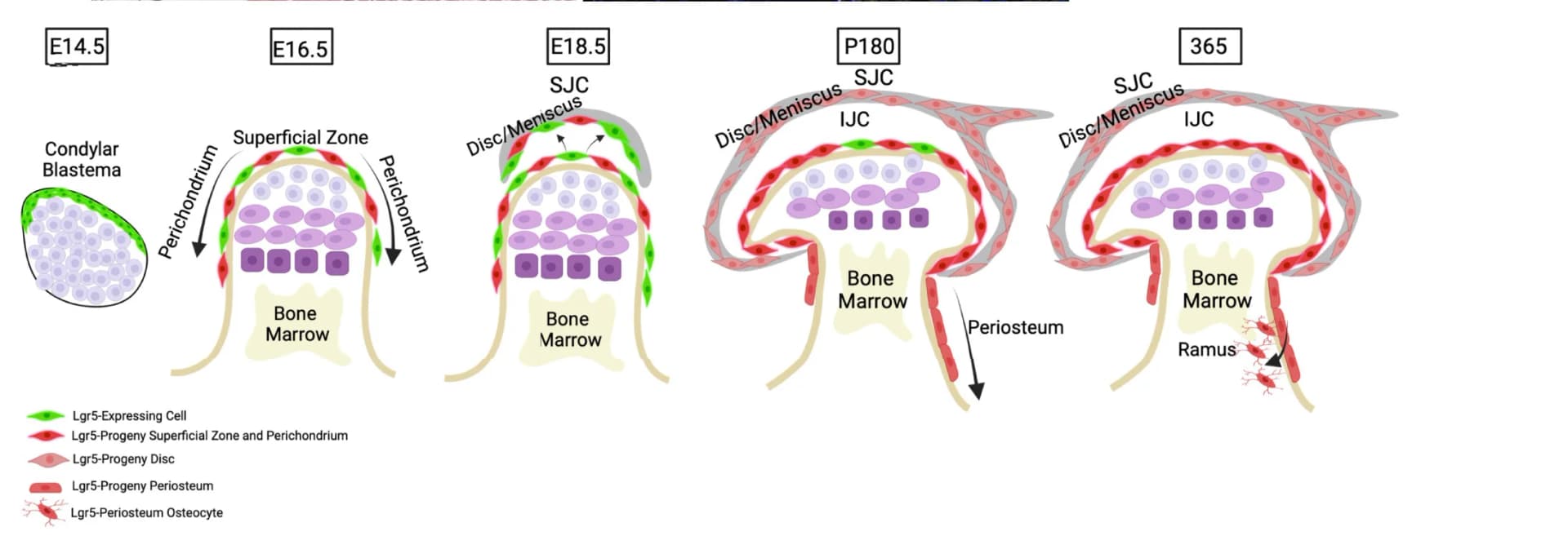Open access visualization of Illustration, Model