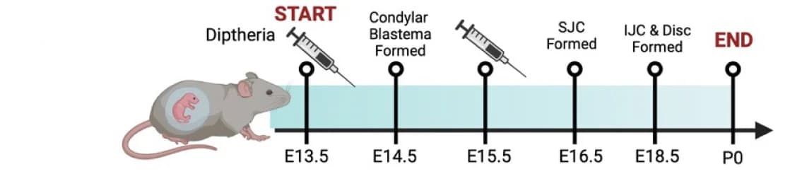 Open access visualization of Workflow, Illustration, Lgr5 ablation, Experimental timeline