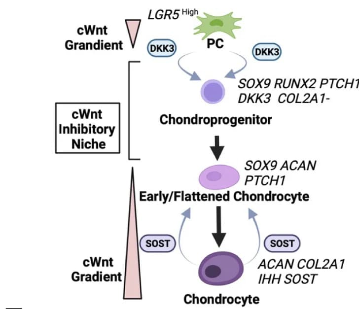 Open access visualization of Workflow, Flowchart, Illustration, Schematic model