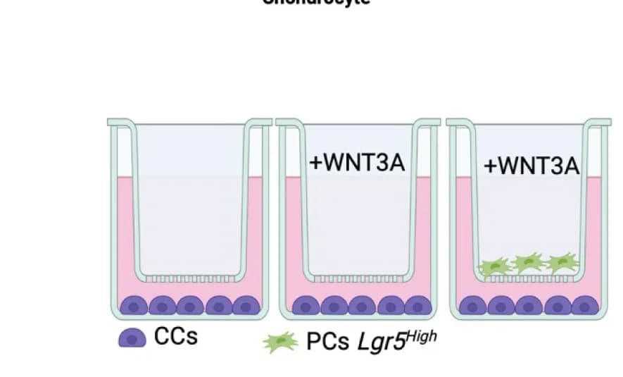 Open access visualization of Illustration, Experimental schematic