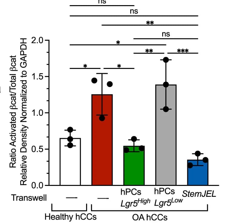 Open access visualization of Bar Plot, Error Bars, Western blot, Quantification, GAPDH