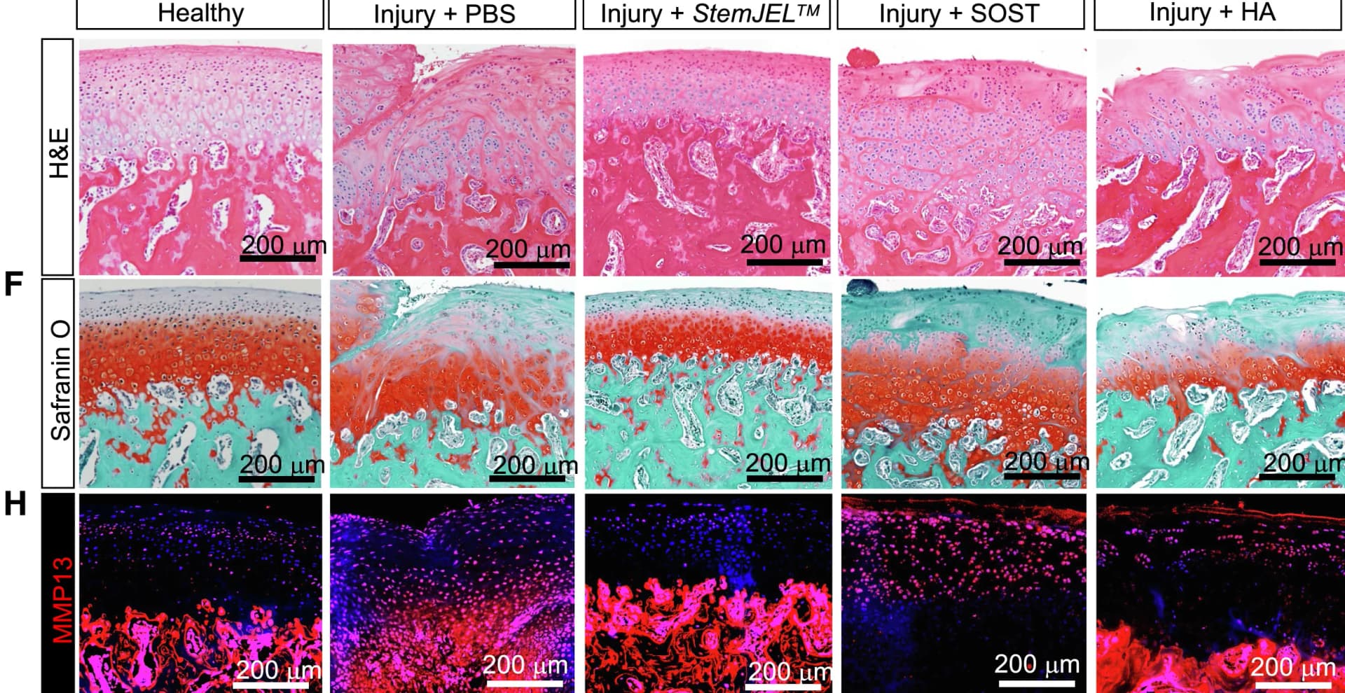 Open access visualization of Microscopy, Photo, Rabbits, H&E Staining