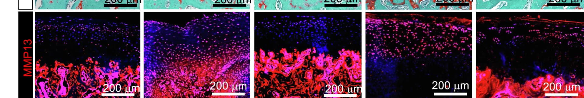Open access visualization of Microscopy, Rabbits, MMP13, Immunostaining