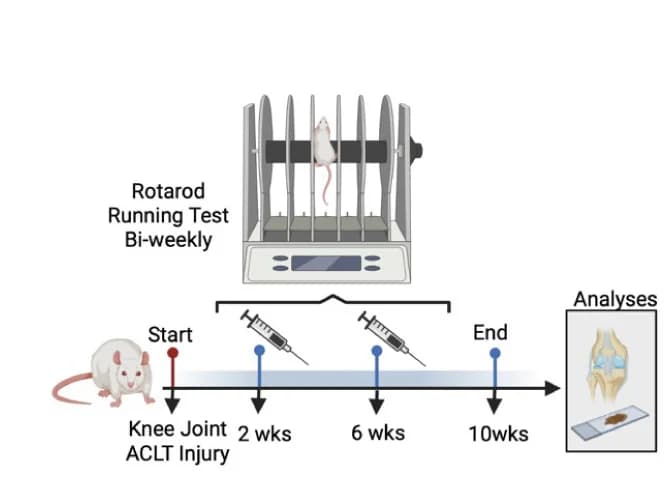 Open access visualization of Workflow, Illustration, Rat ACLT Injury Model, Schematic