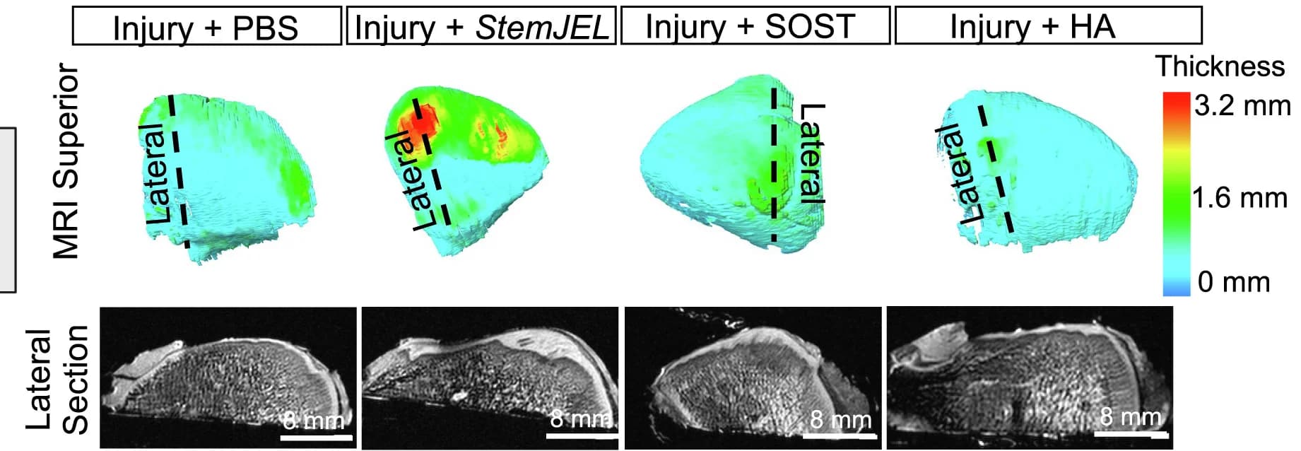 Open access visualization of Microscopy, Photo, MRI, Mini-Pig, Condyles