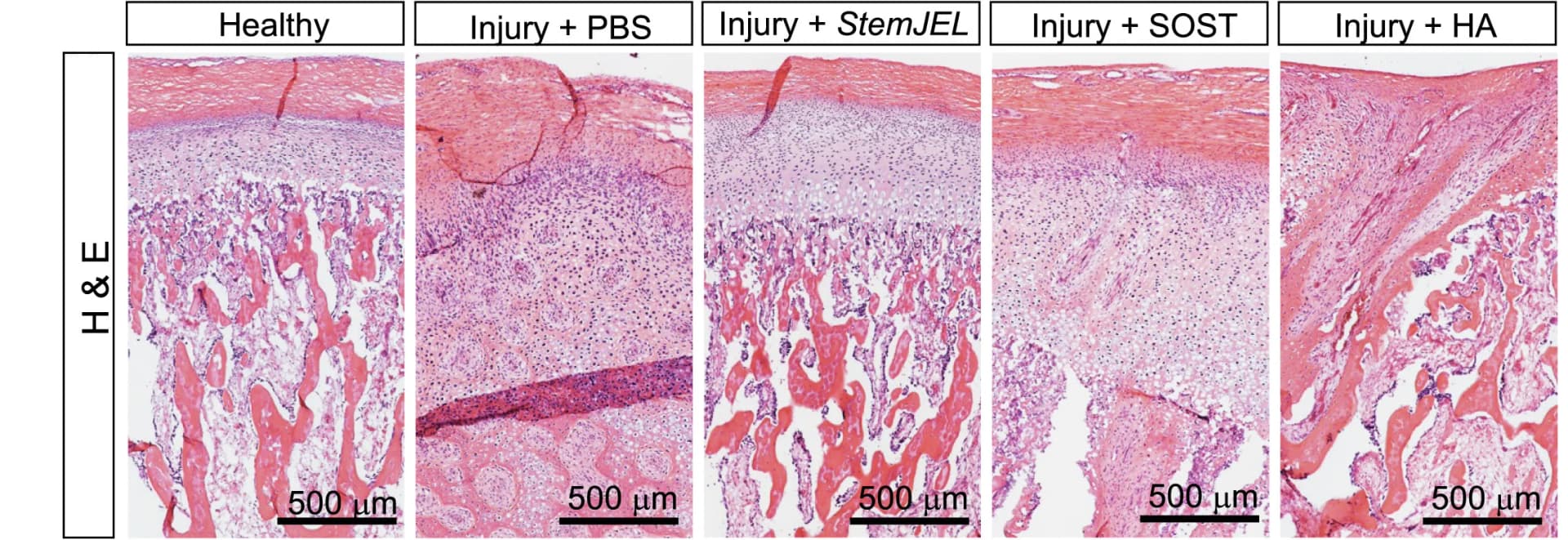 Open access visualization of Microscopy, Osteocalcin, Immunostaining, Mini-Pig