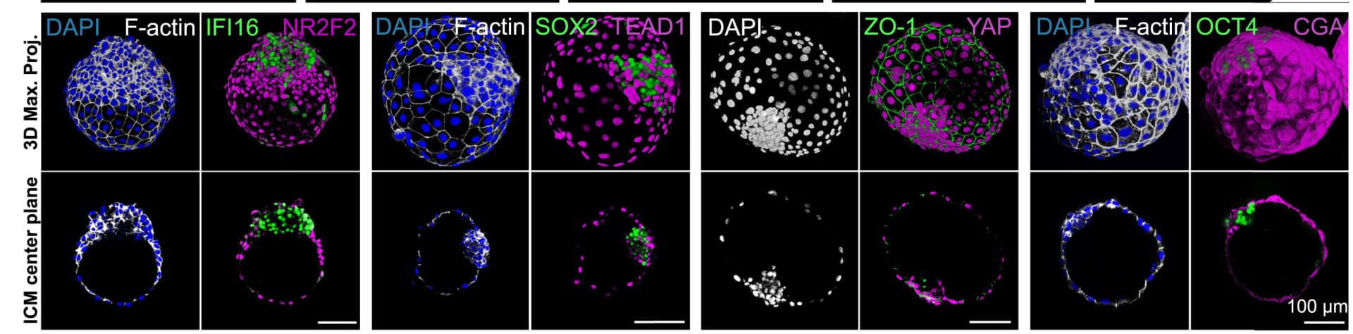 Open access visualization of Microscopy, 3D Images, Blastoids, bEPI, bTE