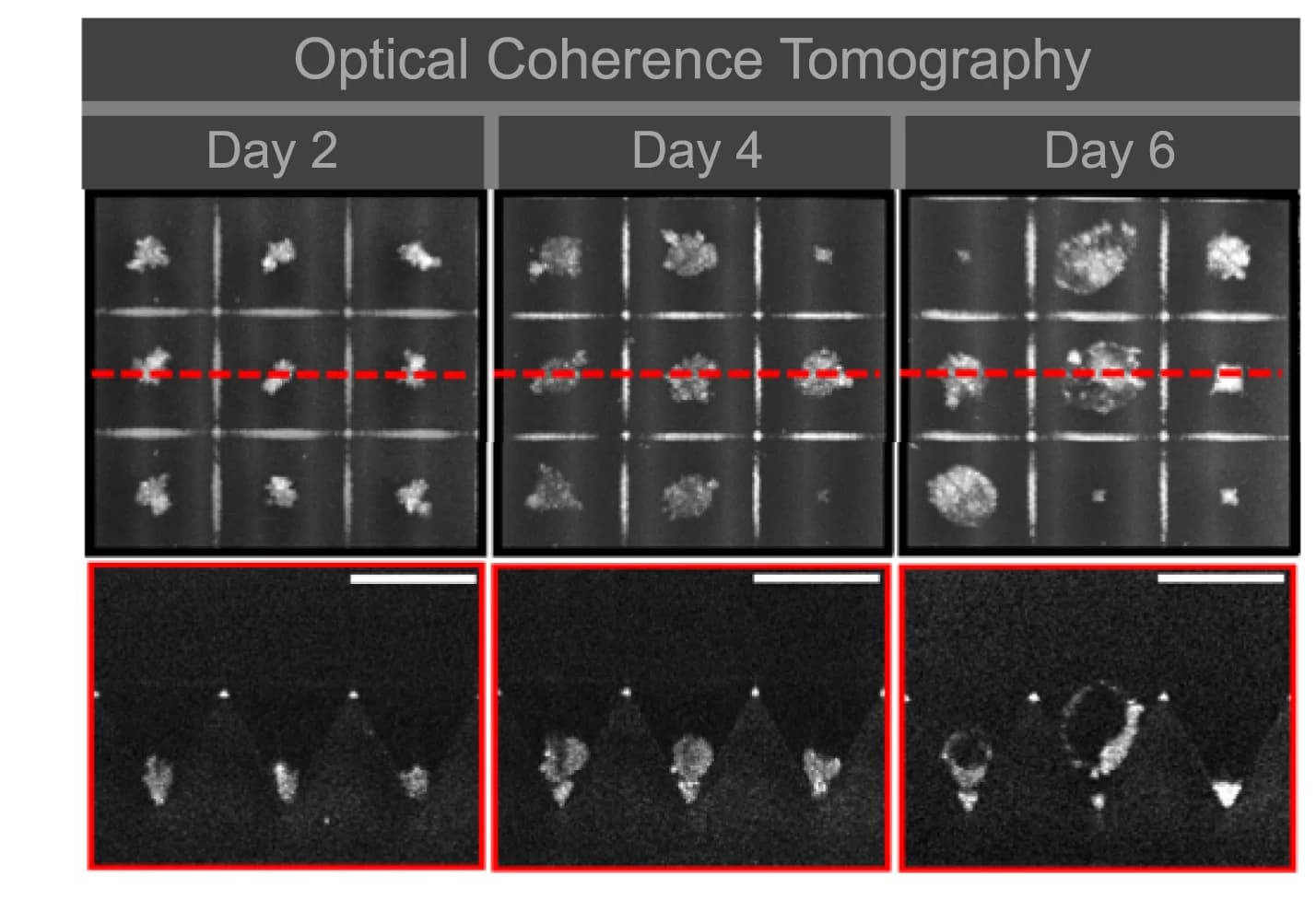 Open access visualization of Microscopy, ICM Position, Blastocoel Cavity, OCT Imaging, Blastoid Formation