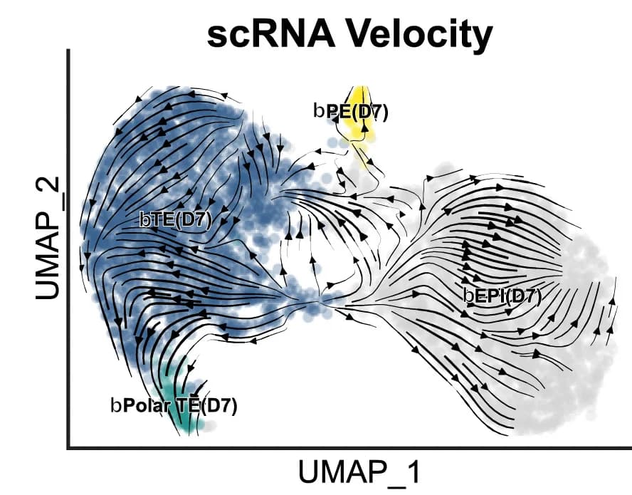 Open access visualization of UMAP, Scatter Plot, RNA Velocity, Trajectory Analysis, Blastoids