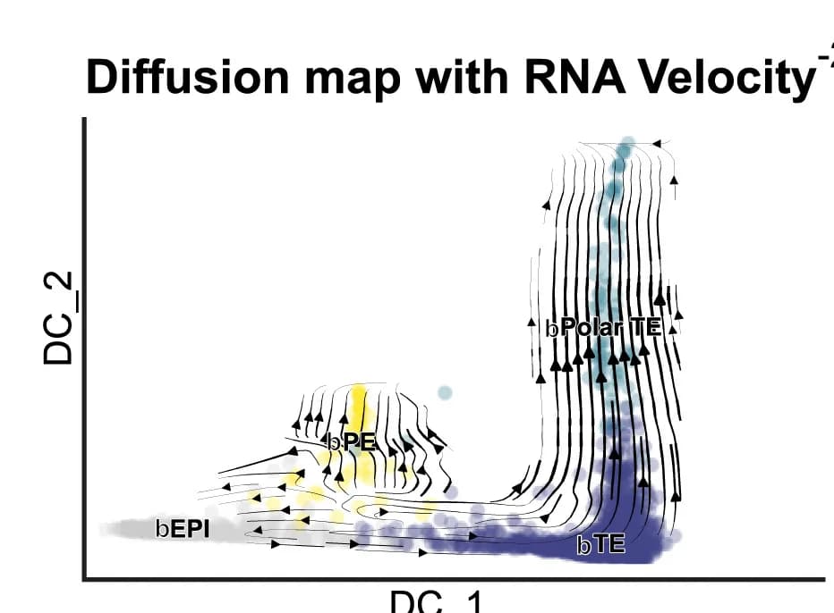Open access visualization of Scatter Plot, Line Plot, RNA Velocity, Trajectory Analysis, Blastoids