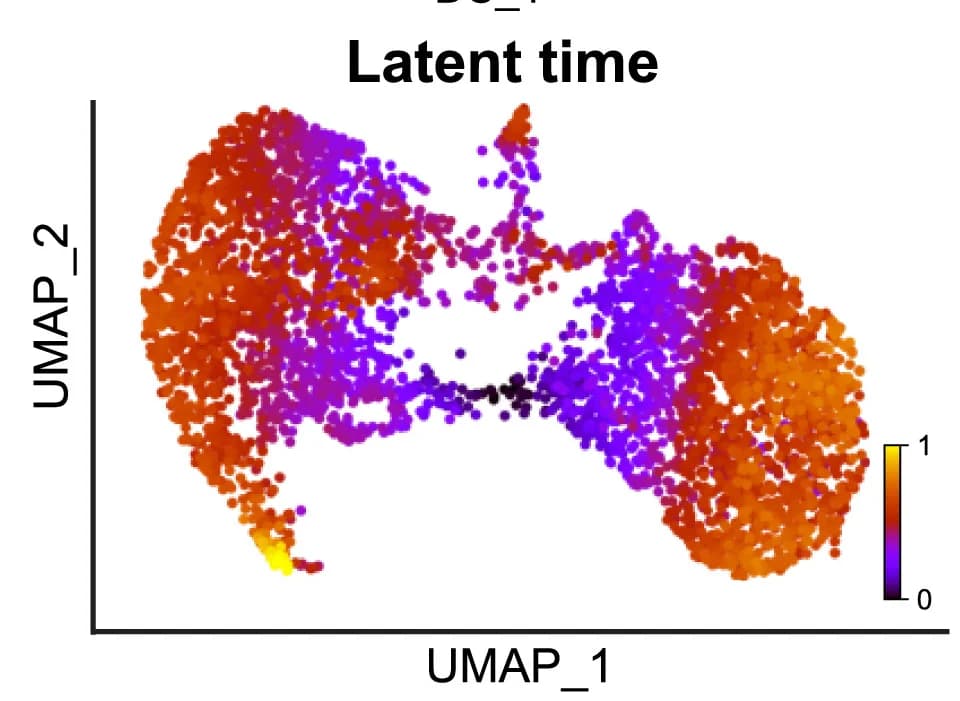 Open access visualization of UMAP, Scatter Plot, Latent Time Analysis, RNA Velocity, Cellular Relationships