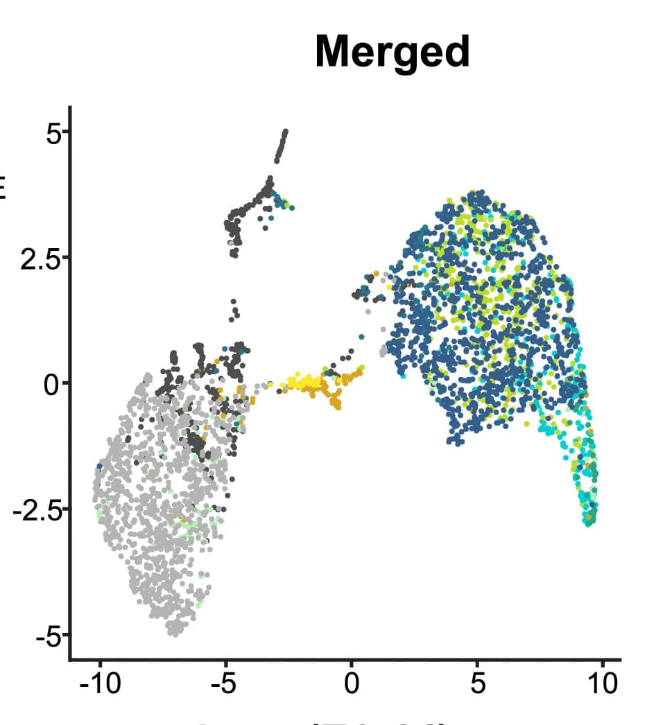 Open access visualization of Scatter Plot, UMAP, PCA, Blastoids, Human Embryos