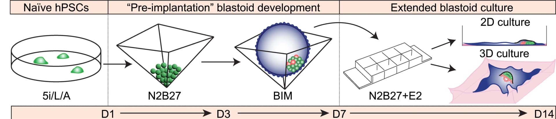 Open access visualization of Workflow, Flowchart, Illustration, Experimental Strategy, Human Blastoids