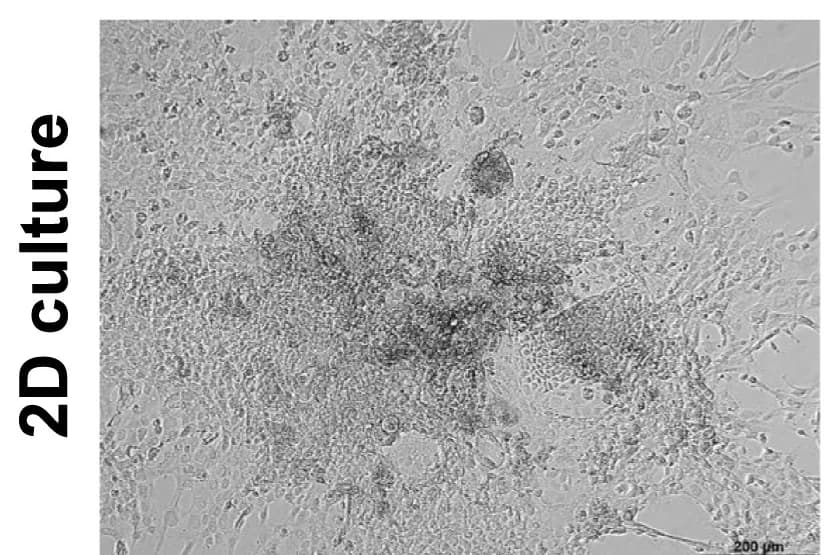 Open access visualization of Microscopy, Brightfield Images, Blastoids, WIBR3 OCT4-GFP, Naive hPSCs