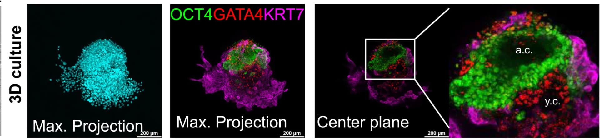 Open access visualization of Microscopy, IF Analysis, Post-Implantation Lineages, Human Blastoids, ECM