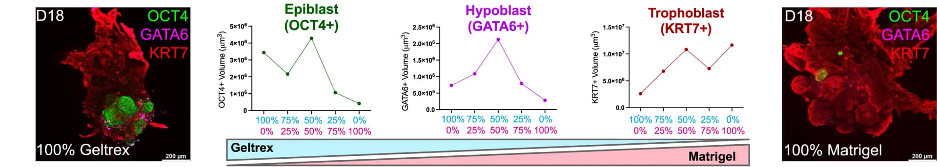 Open access visualization of Line Plot, Microscopy, Quantification, OCT4, bEPI