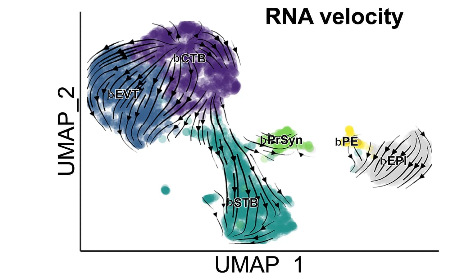 Open access visualization of Scatter Plot, UMAP, Line Plot, RNA velocity trajectory, UMAP analysis