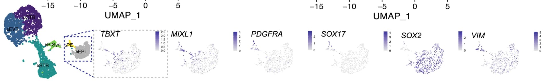 Open access visualization of UMAP, Scatter Plot, UMAP projection, Blastoid data, bEPI cluster