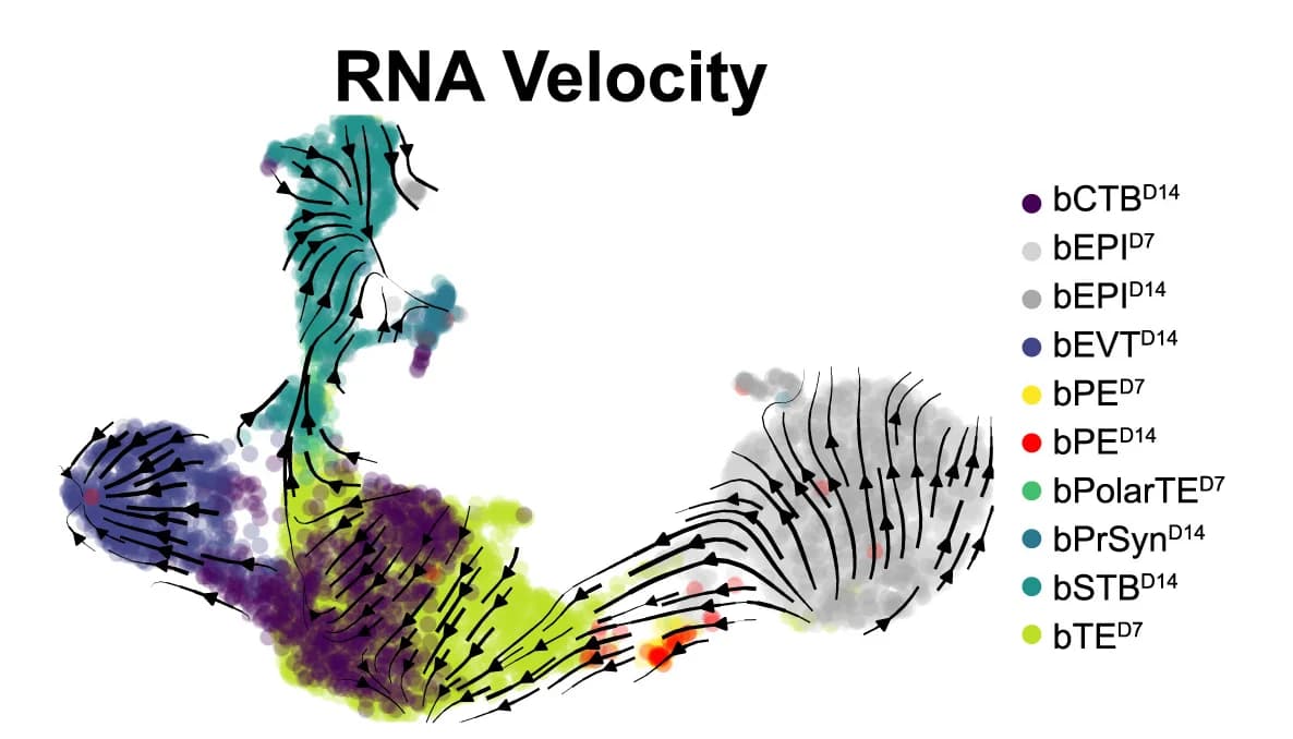 Open access visualization of Scatter Plot, UMAP, scRNA-seq, Velocity Trajectory Analysis, Blastoids