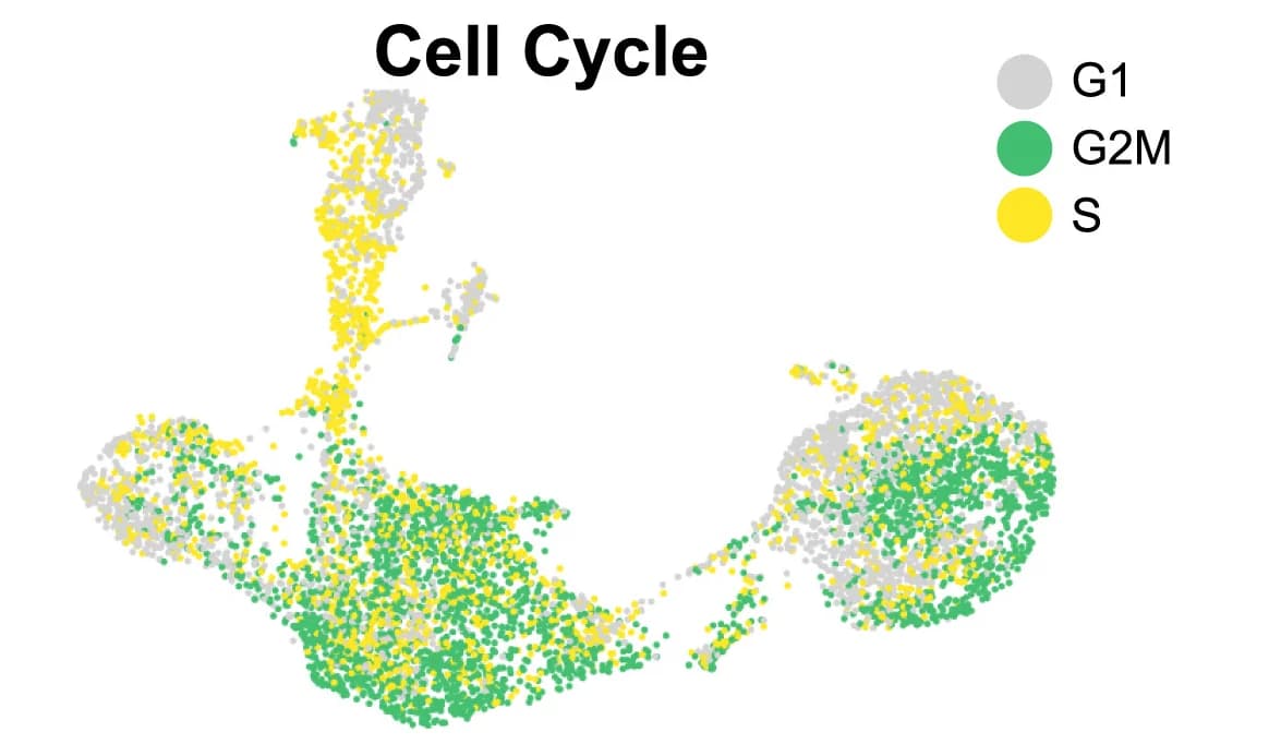 Open access visualization of Scatter Plot, UMAP, Cell-Cycle Analysis, G1 Phase, G2/M Phase