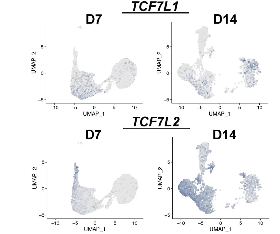 Open access visualization of Scatter Plot, UMAP, WNT effectors, TCF7L1, TCF7L2