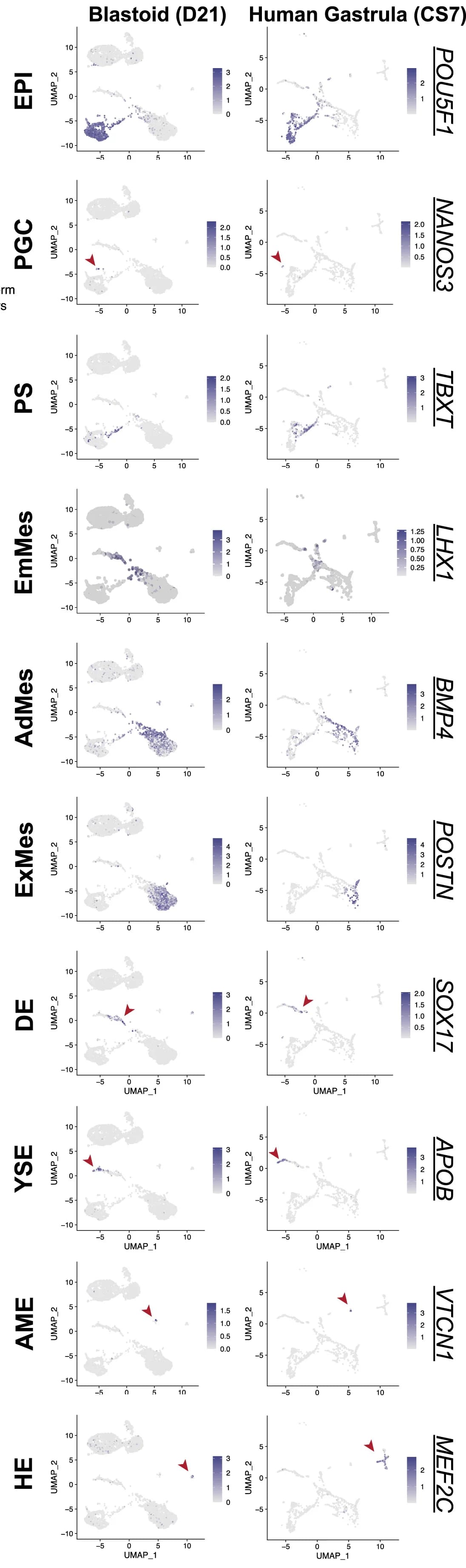 Open access visualization of UMAP, UMAP Plots, Lineage Markers, Blastoids, CS7 Human Gastrula Dataset